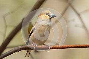 Hawfinch - Coccothraustes coccothrautes in the forest