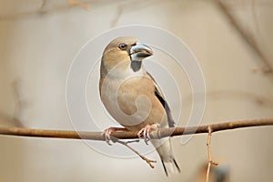 Hawfinch - Coccothraustes coccothrautes in the forest