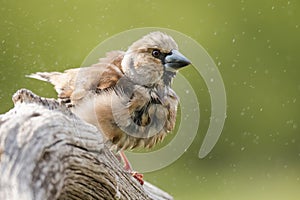 Hluboký coccothraustes coccothraustes, samice tohoto velkého zpěvného ptáka sedící na větvi, po koupeli, mnoho kapek vody