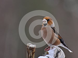 Hawfinch Coccothraustes male