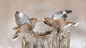 Hawfinch Coccothraustes coccothraustes. Two birds are fighting on a feeder in the forest