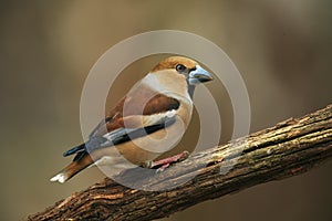 Hawfinch on dry creek