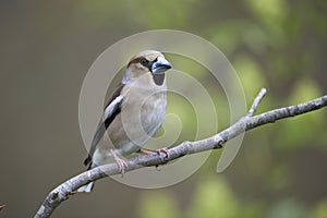 Hawfinch, female