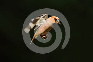 Hawfinch in flight in dark