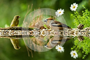 A verde pinzón sobre el liquen costa de Agua estanque en Bosque hermoso a flores en alemania 