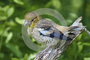 Hawfinch, juvenile