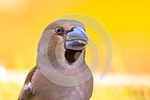 Hawfinch male bird portrait on blurred background