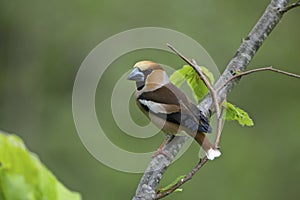 Hawfinch, male