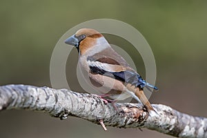 Hawfinch perching on the oak branch