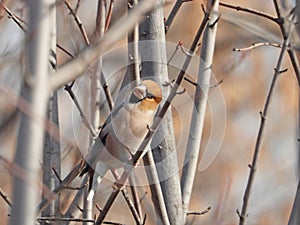 Hawfinch perching on tree