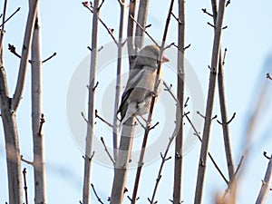 Hawfinch perching on tree