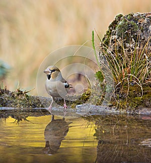 Hawfinch at pool with water reflections