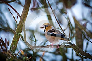 Hawfinch portrait on the banch in nature