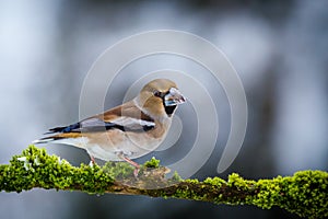 Hawfinch portrait on the banch in nature