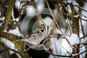 Hawfinch portrait on the banch in nature