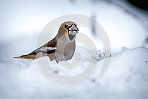 Hawfinch portrait on the banch in nature