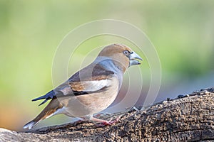 Hawfinch resting on a tree branch