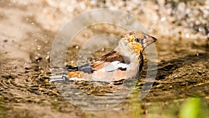 Hawfinch's bath