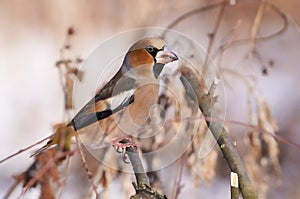 Hawfinch sits on a branch of willow in the midst of bushes and g