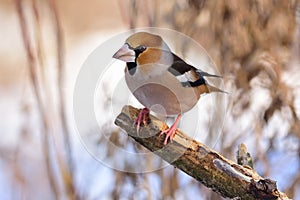 The hawfinch sits on a broken branch against the background of