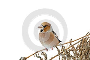 Hawfinch sits on dry grass isolated on a white background.