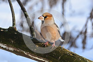 The hawfinch sits on a fallen dry log against the background of dry grass and snow.