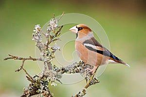 Hawfinch sitting in the branch