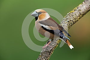 Hawfinch