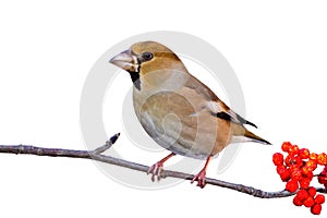 Hawfinch sitting on branch isolated on white background