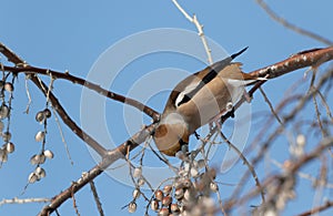 The hawfinch sitting on the branch in natural habitat