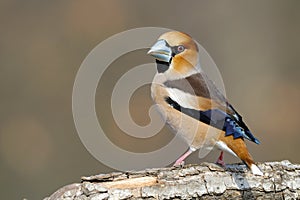 Hawfinch sitting on a limb