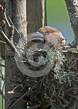 Hawfinch sitting on the nest