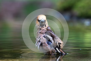 Hawfinch soaking wet in water