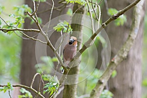 Hawfinch in tree