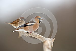 Hawfinch with Tree Sparrow