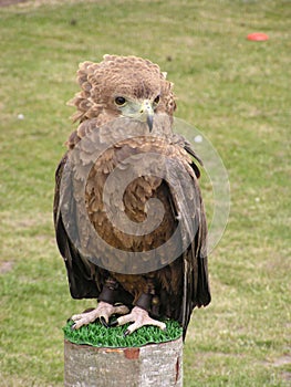 Hawk photo