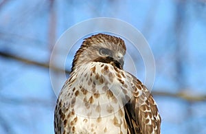 Hawk