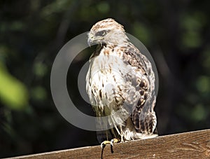 Hawk atop fence