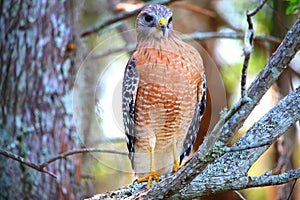 Hawk with attention on movement in front