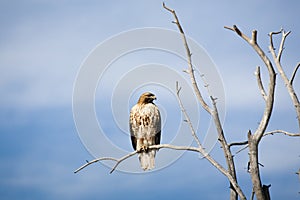 Hawk on bare tree