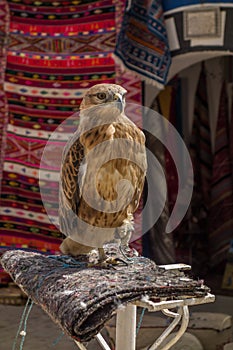 Hawk at the bazar