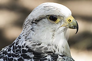 Hawk, beautiful white falcon with black and gray plumage