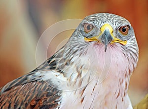 Hawk with big eyes that stare at you