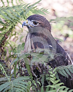 Hawk Bird Stock Photos.  Image. Portrait. Picture. Bird head close-up profile view. Bokeh background