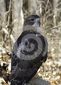 Hawk on a branch