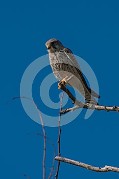 A hawk in the branches watches the area.