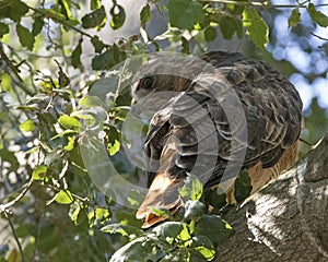 Hawk Camouflage