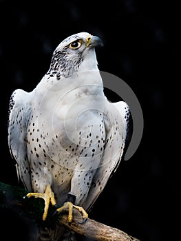 Hawk in captivity