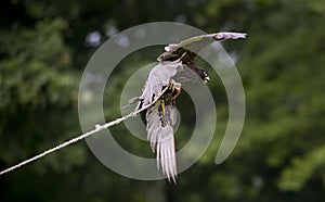Hawk catching meat