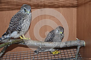 Hawk Chicks sit on a branch and Small falcons in a cage
